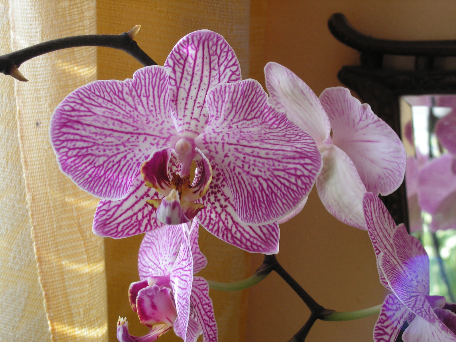 Orchideák otthon, SzG3