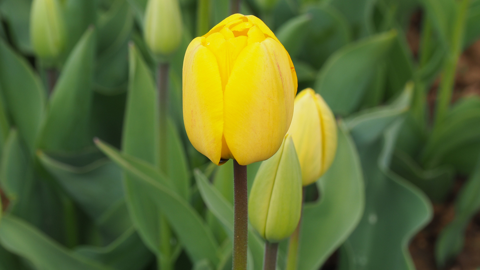 A pilisborosjenői tulipános kert, Golden parade, SzG3