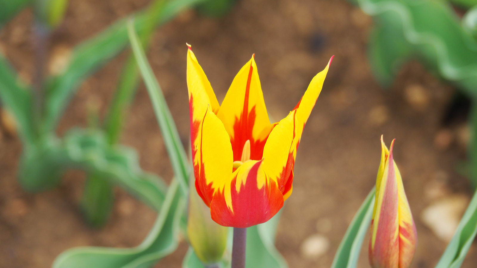 A pilisborosjenői tulipános kert, Fire wings, SzG3