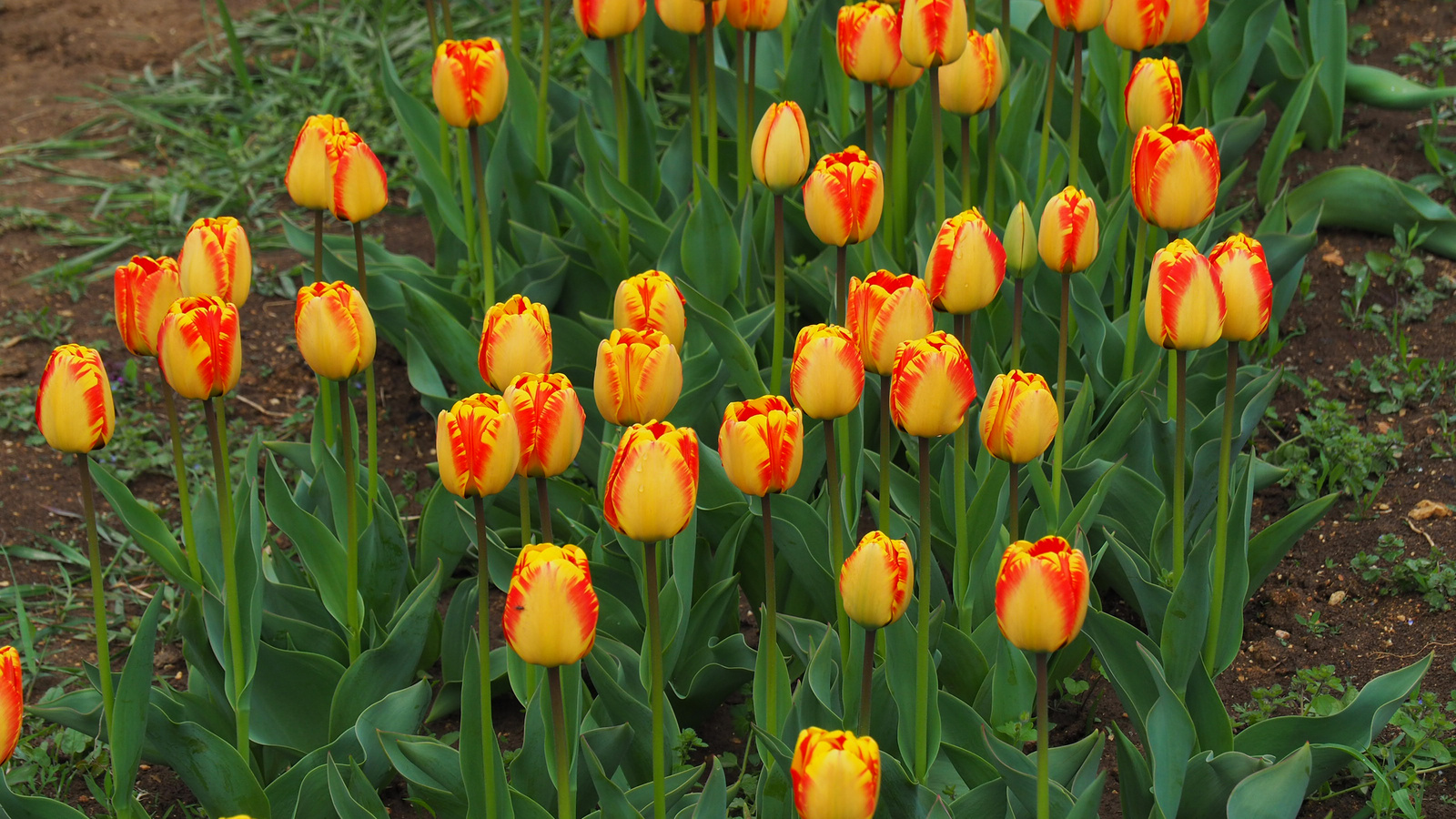 A pilisborosjenői tulipános kert, Banja luka, SzG3