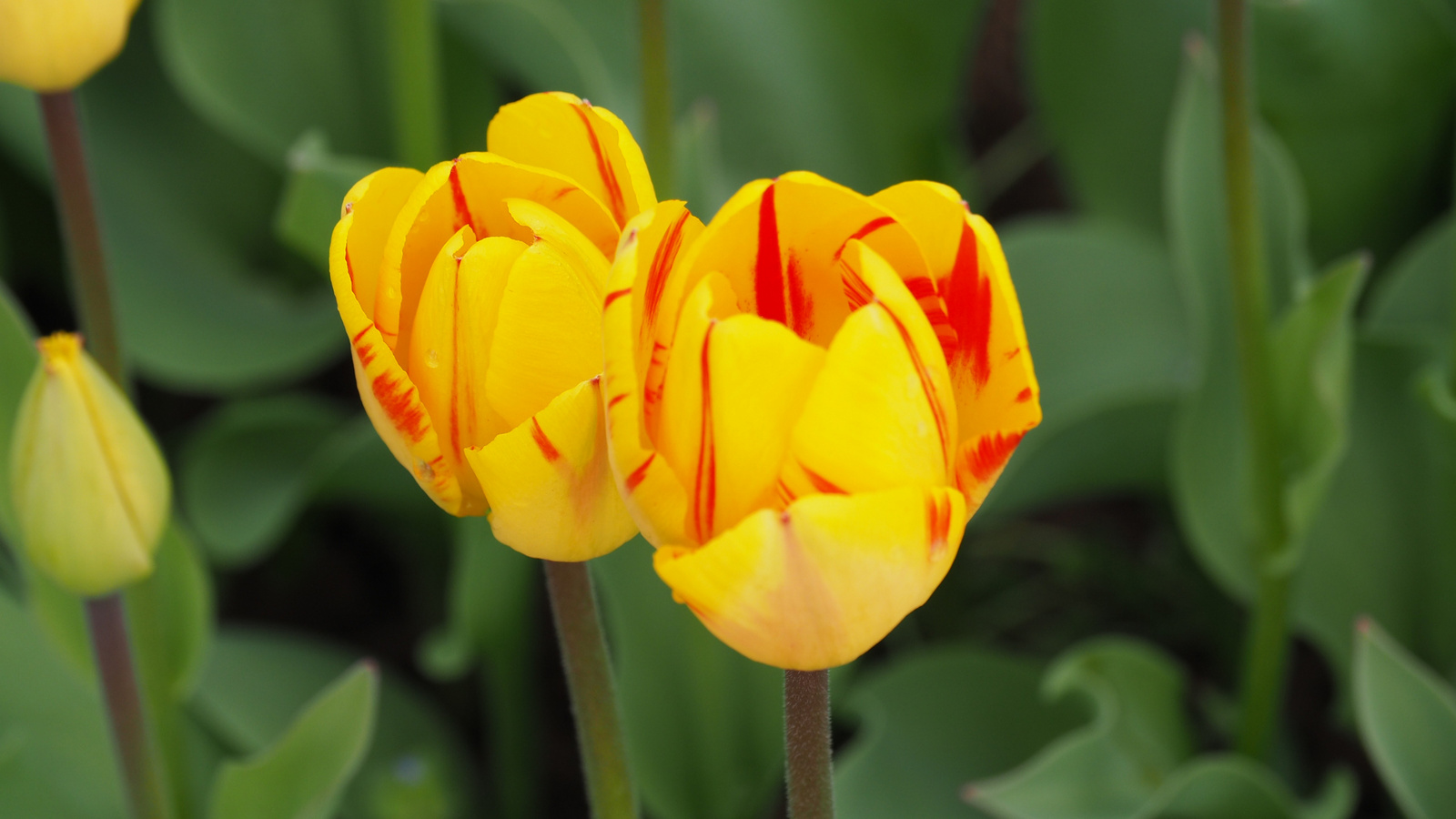 A pilisborosjenői tulipános kert, Olympic flame, SzG3
