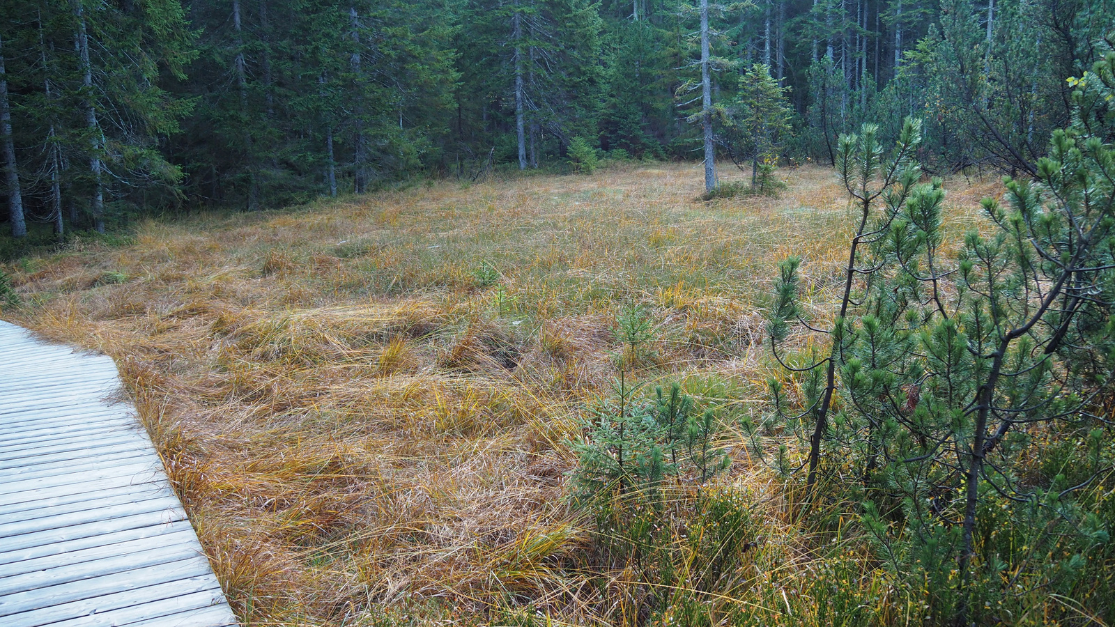 Hochreit, Hochmoor "Leckermoor", SzG3