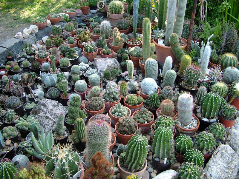 kaktuszkertem02
