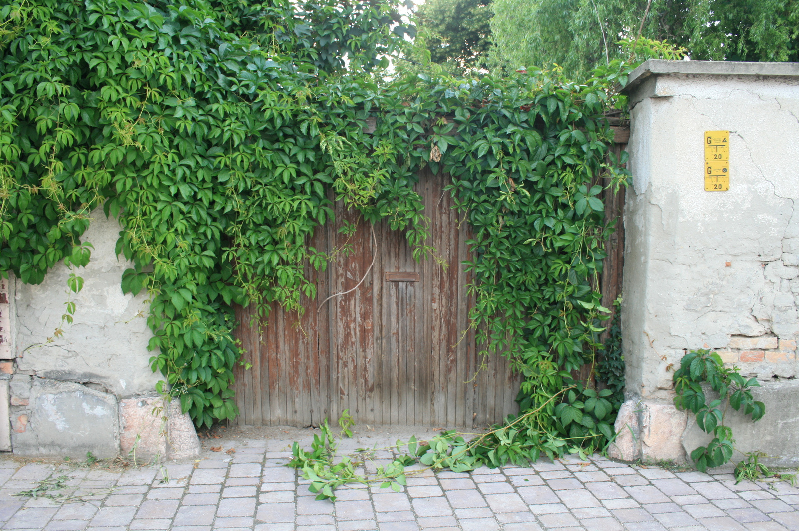 Zöldelő kapu kerékvetővel