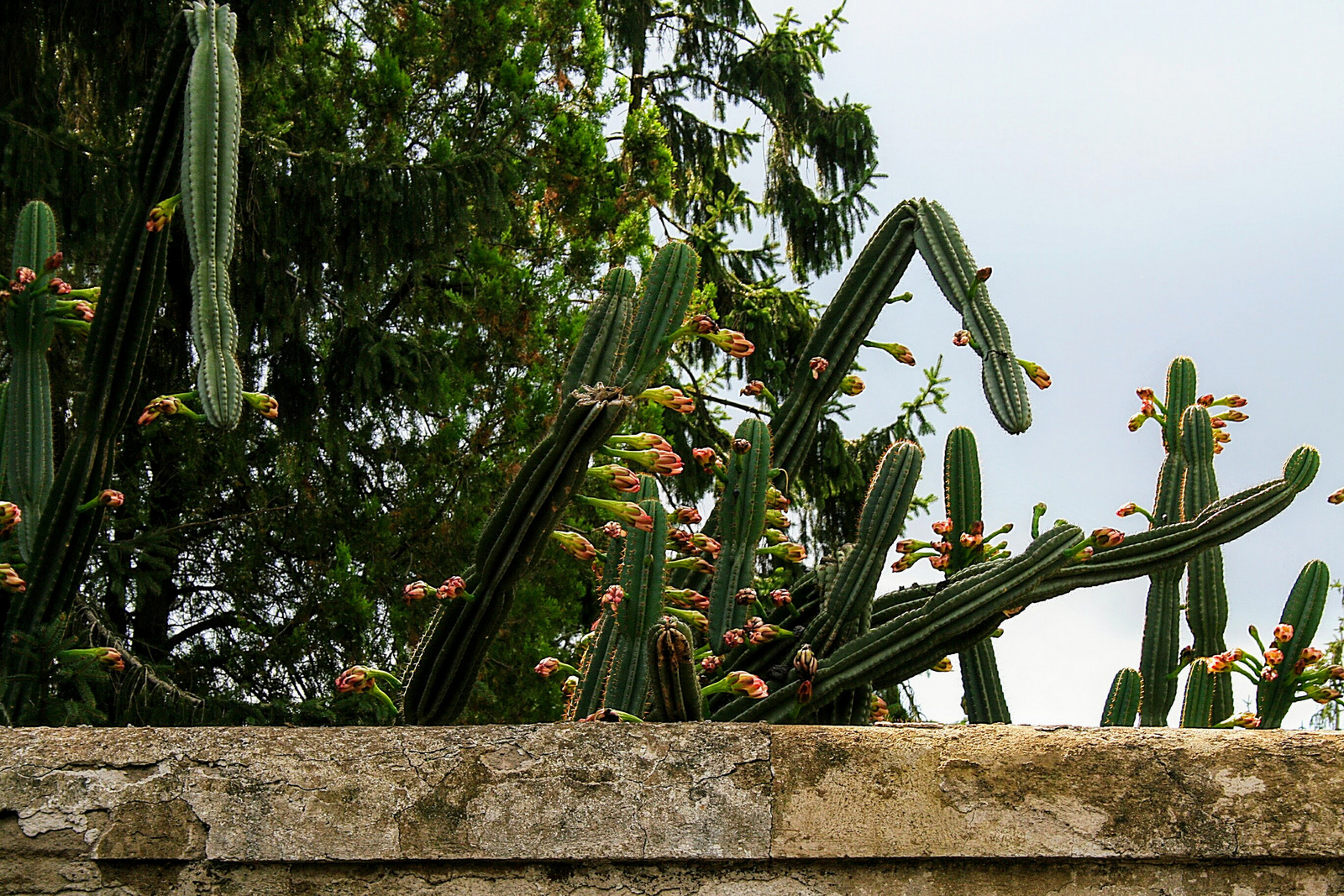 A kaktusz virága 2.