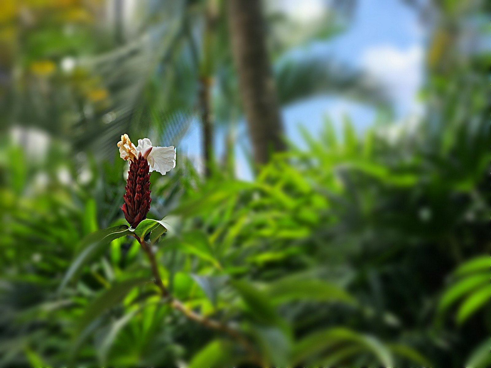 Trópusi virág