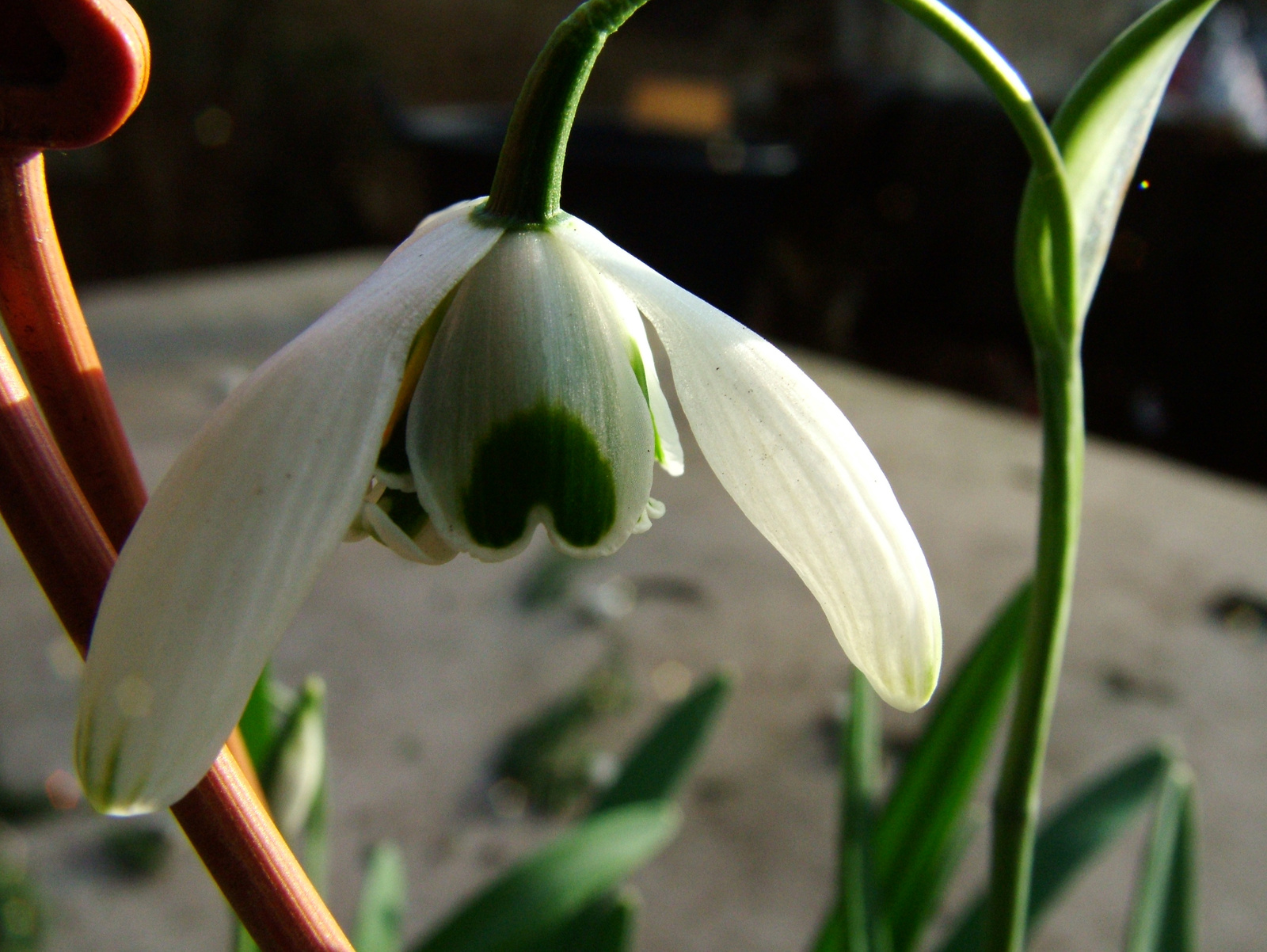 Teltvirágú hóvirág (Galanthus Nivalis Flore Pleno)