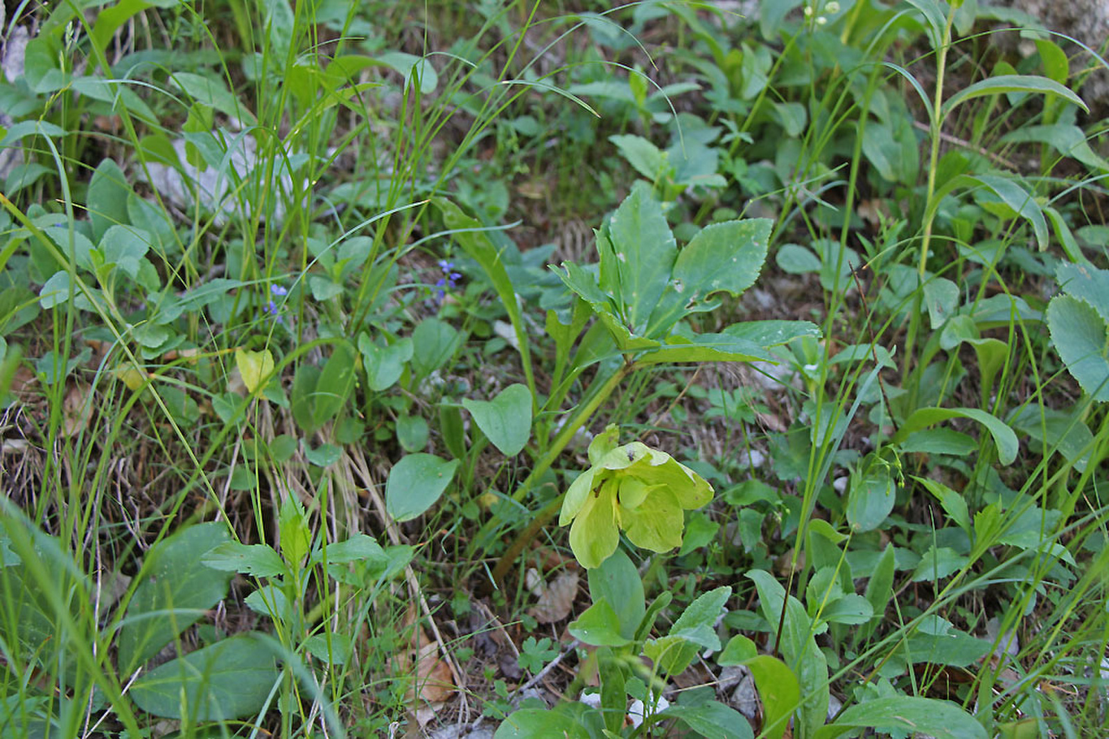Helleborus viridis subsp viridis - zöld hunyor