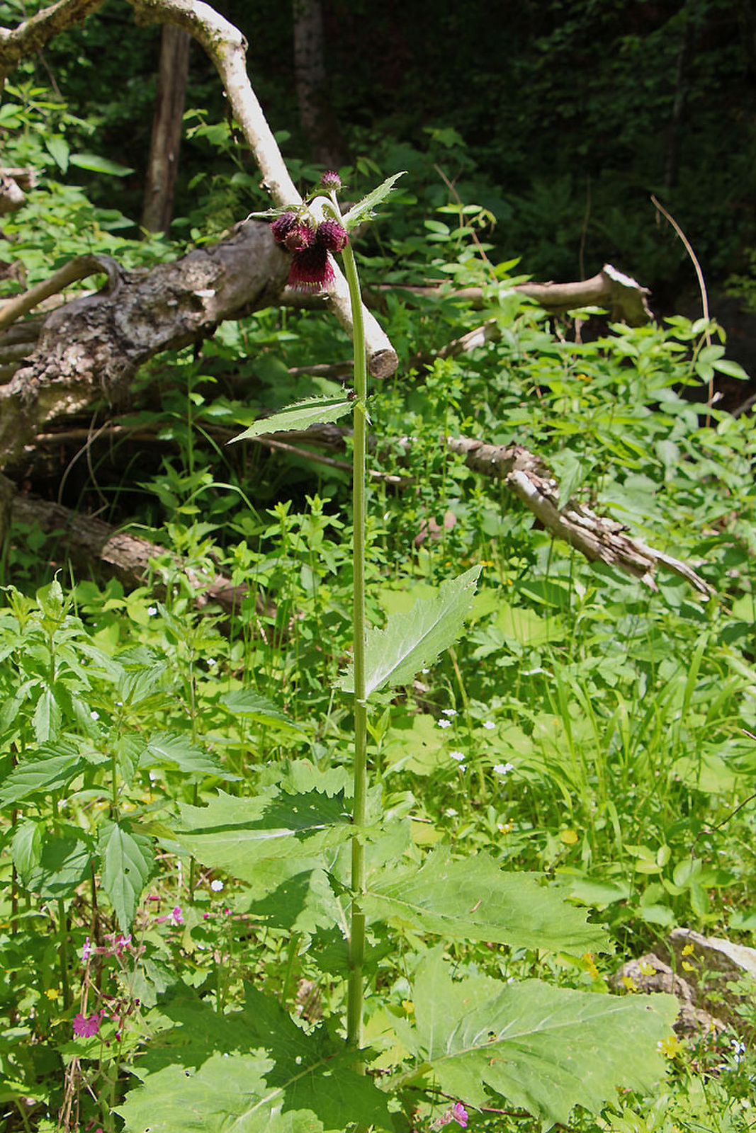 Cirsium waldsteinii - pompás aszat