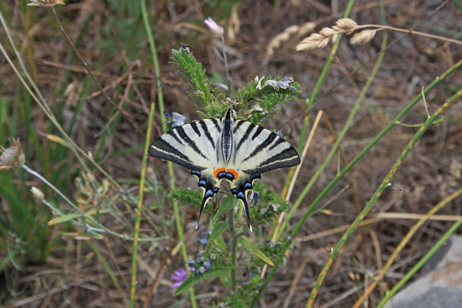 Iphiclides podalirius - kardoslepke