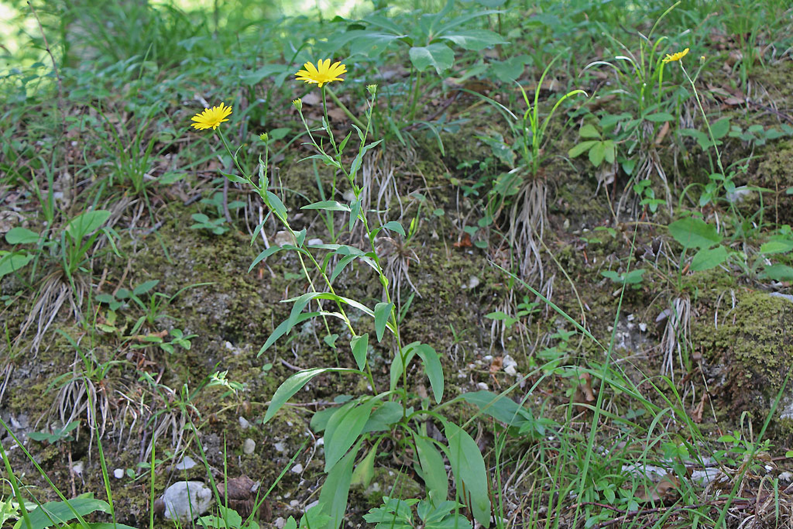 Buphthalmum salicifolium - fűzlevelű ökörszem