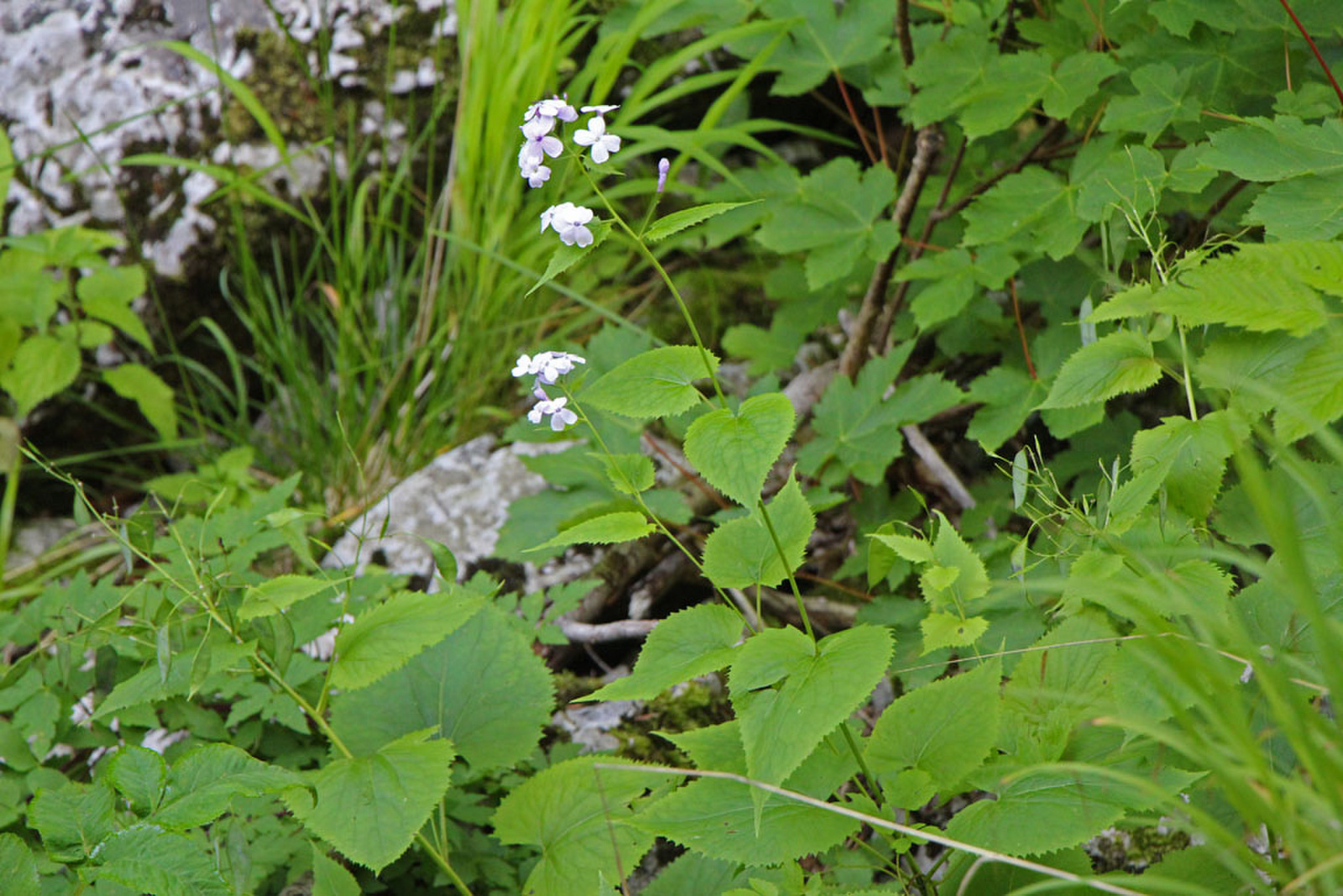 Lunaria rediviva - erdei holdviola