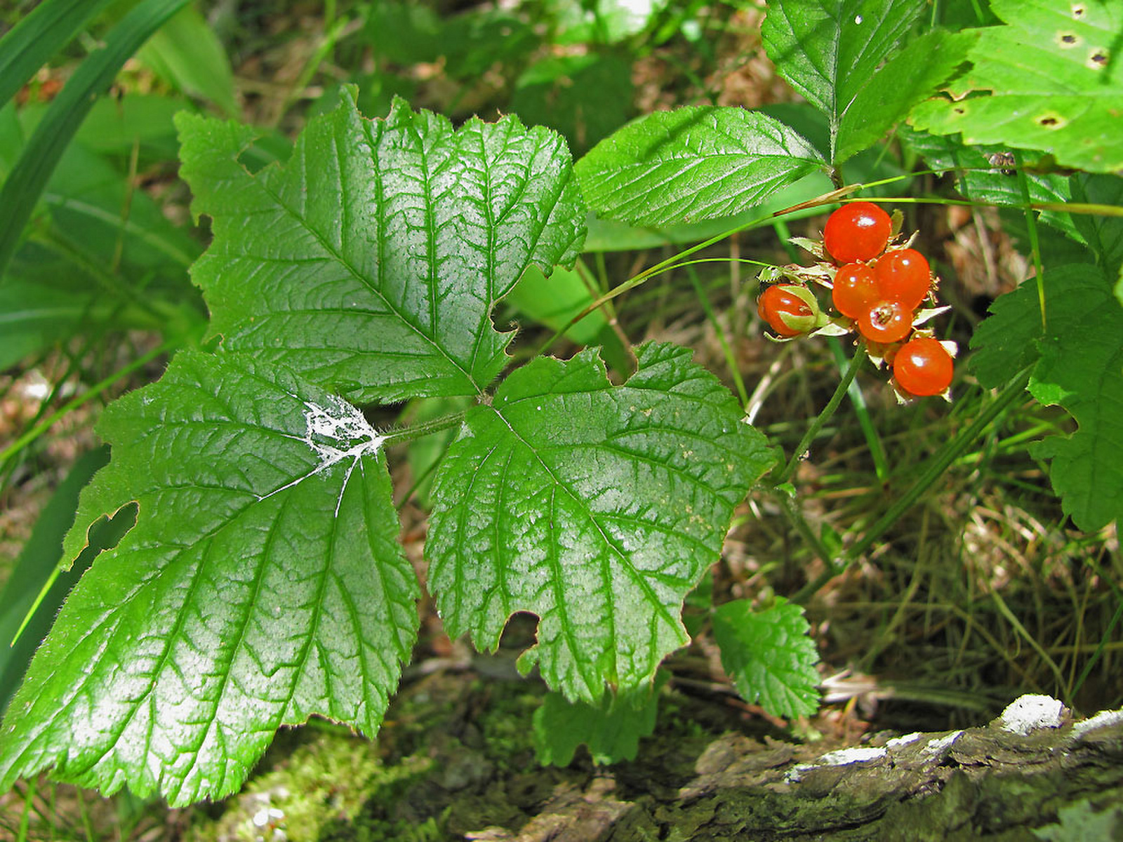 Rubus saxatilis - kövi szeder