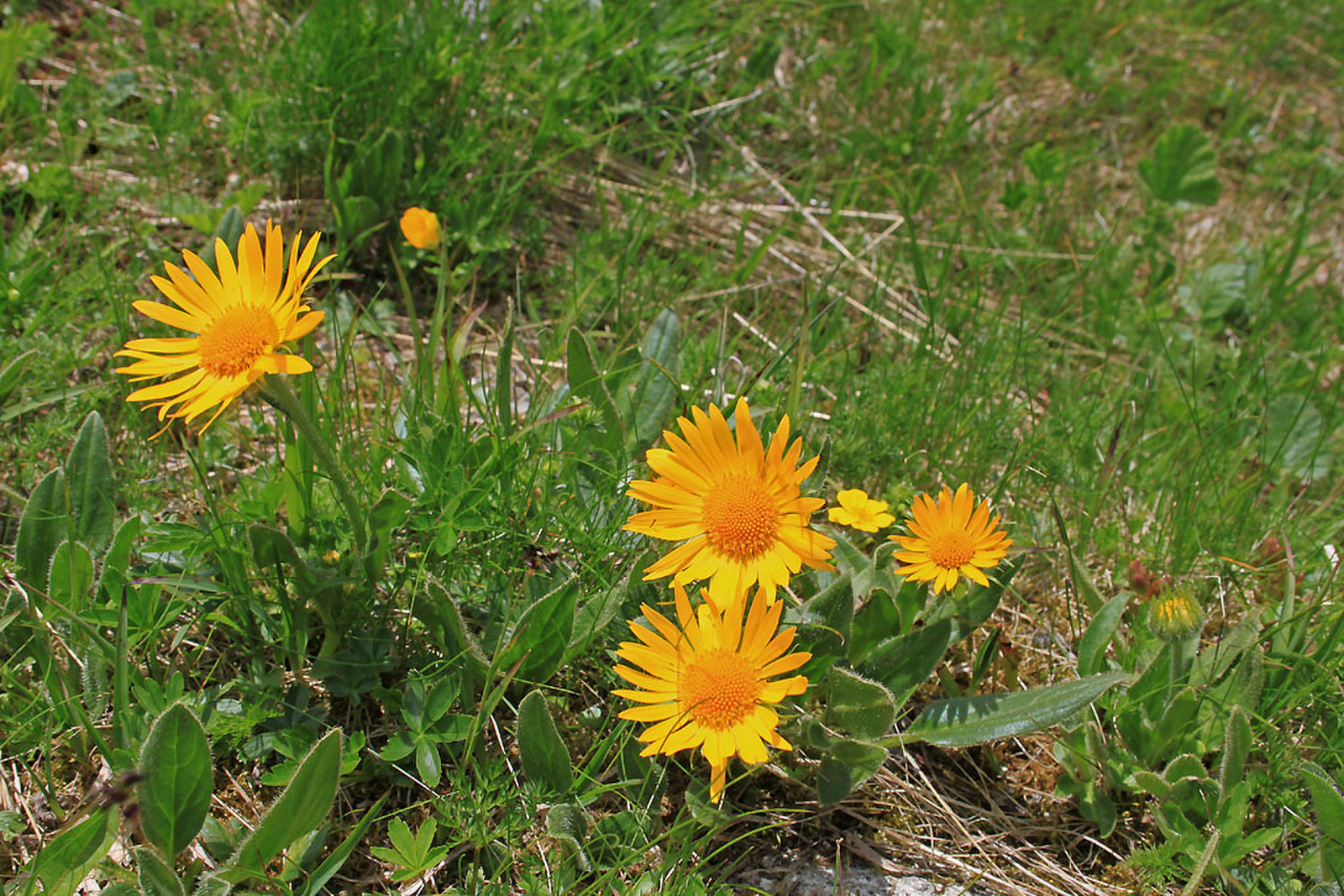 Doronicum clusii - havasi zergevirág