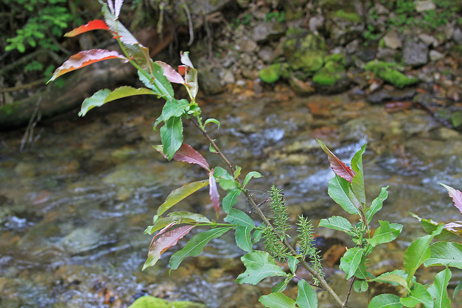 Salix silesiaca - sziléziai fűz virágzata