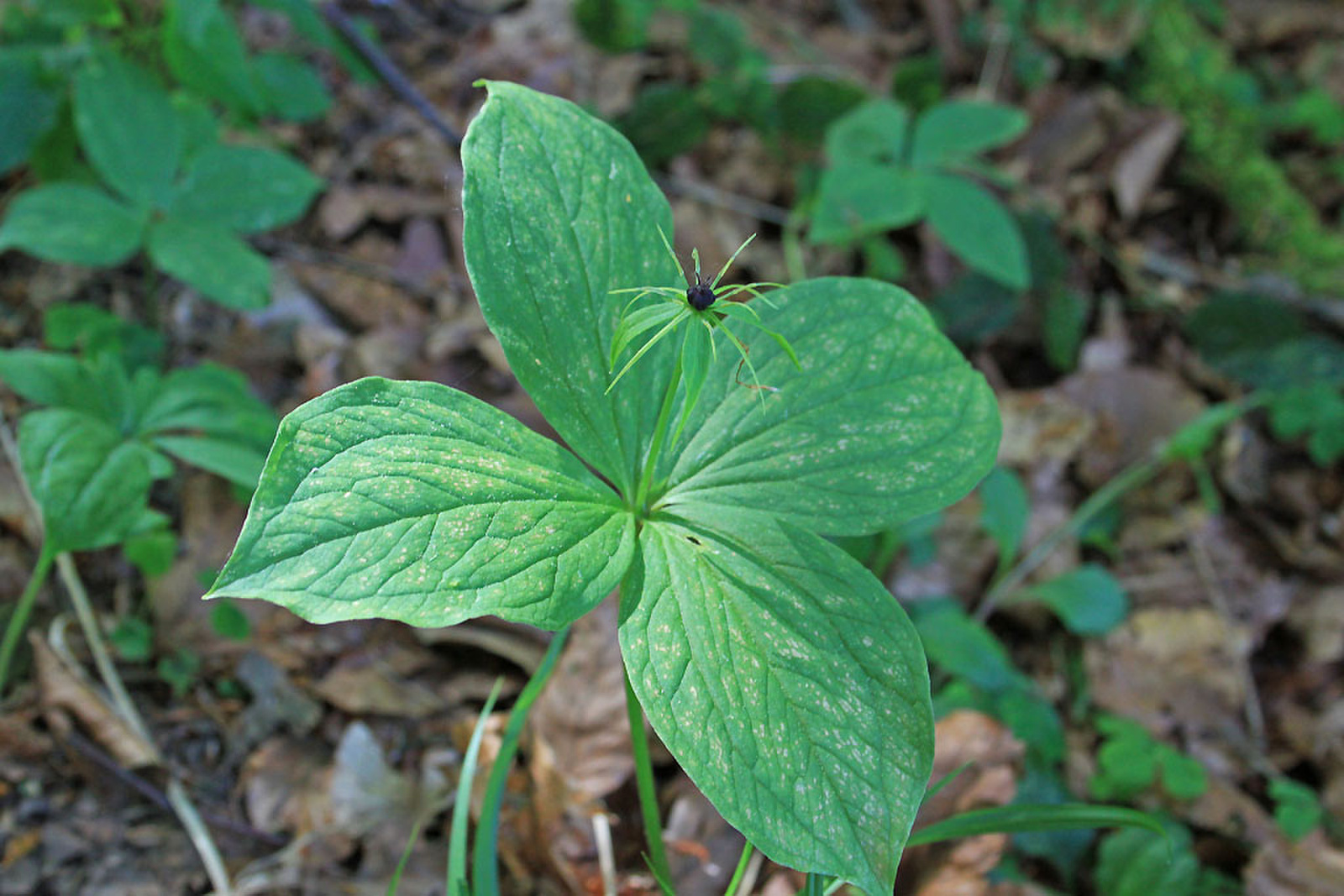 Paris quadrifolia - négylevelű farkasszőlő