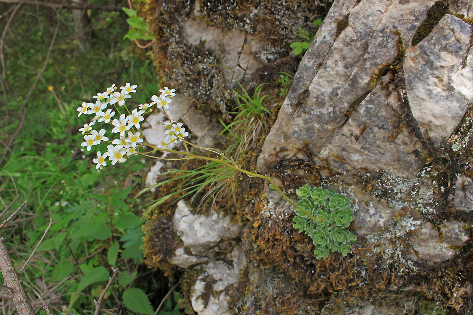 Saxifraga paniculata - fürtös kőtörőfű