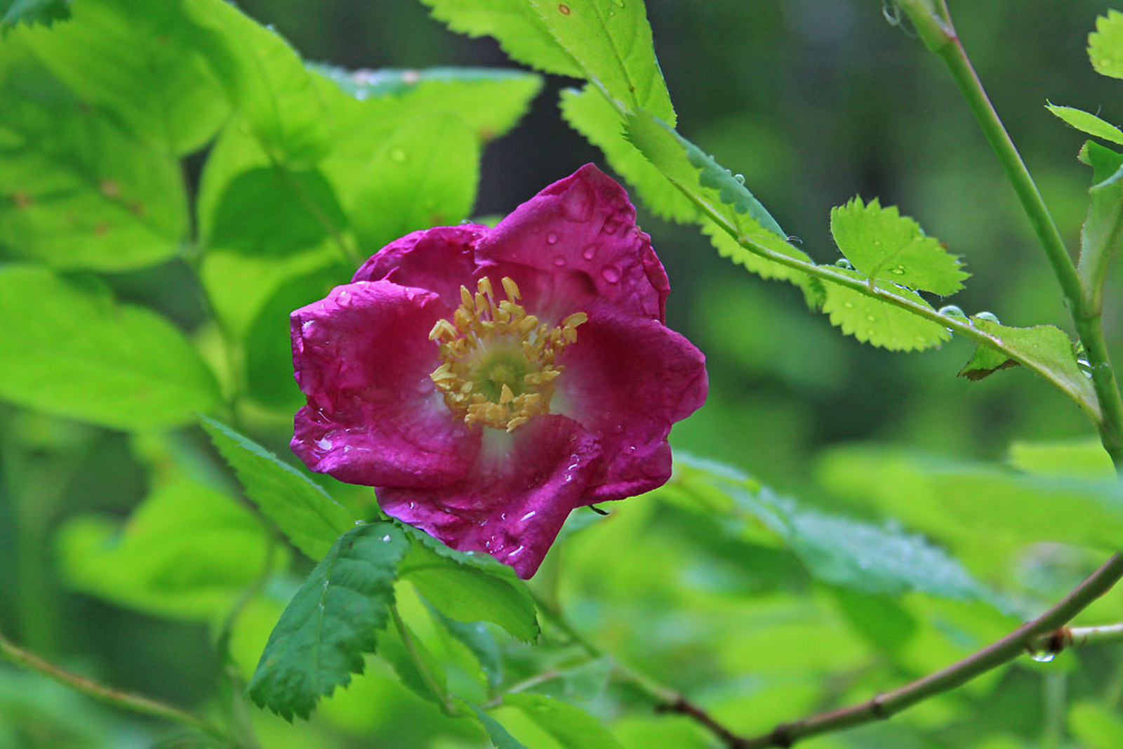 Rosa pendulina - havasalji rózsa