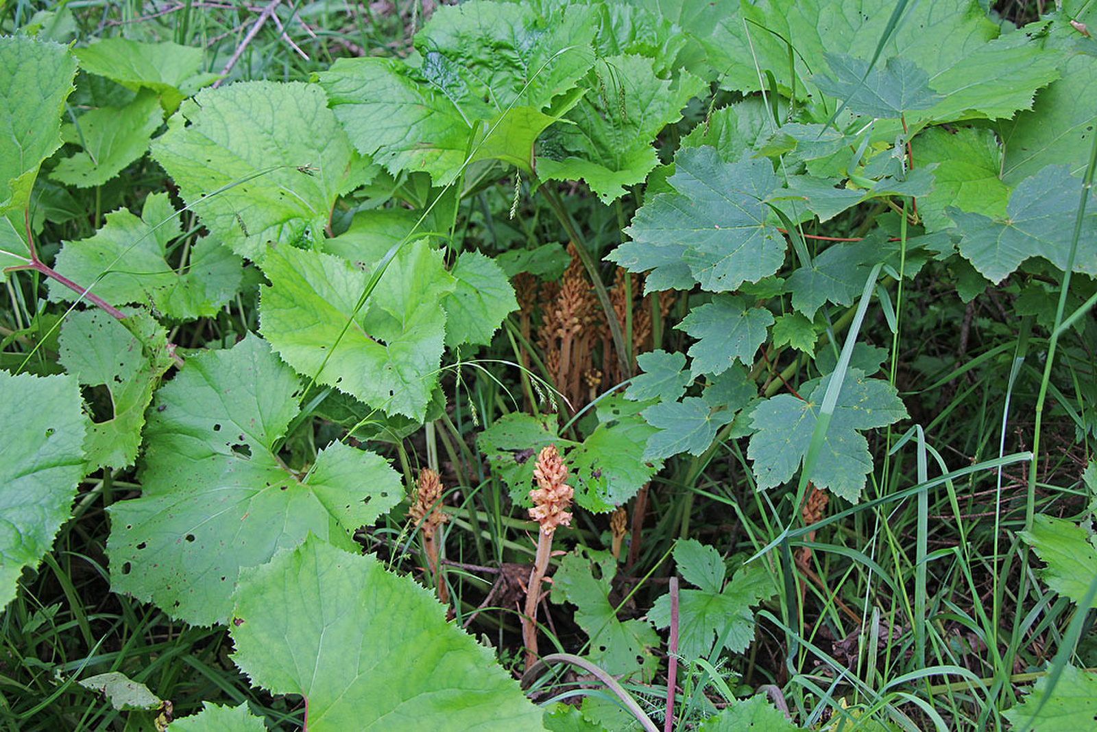 Orobanche flava - martilapu vajvirág