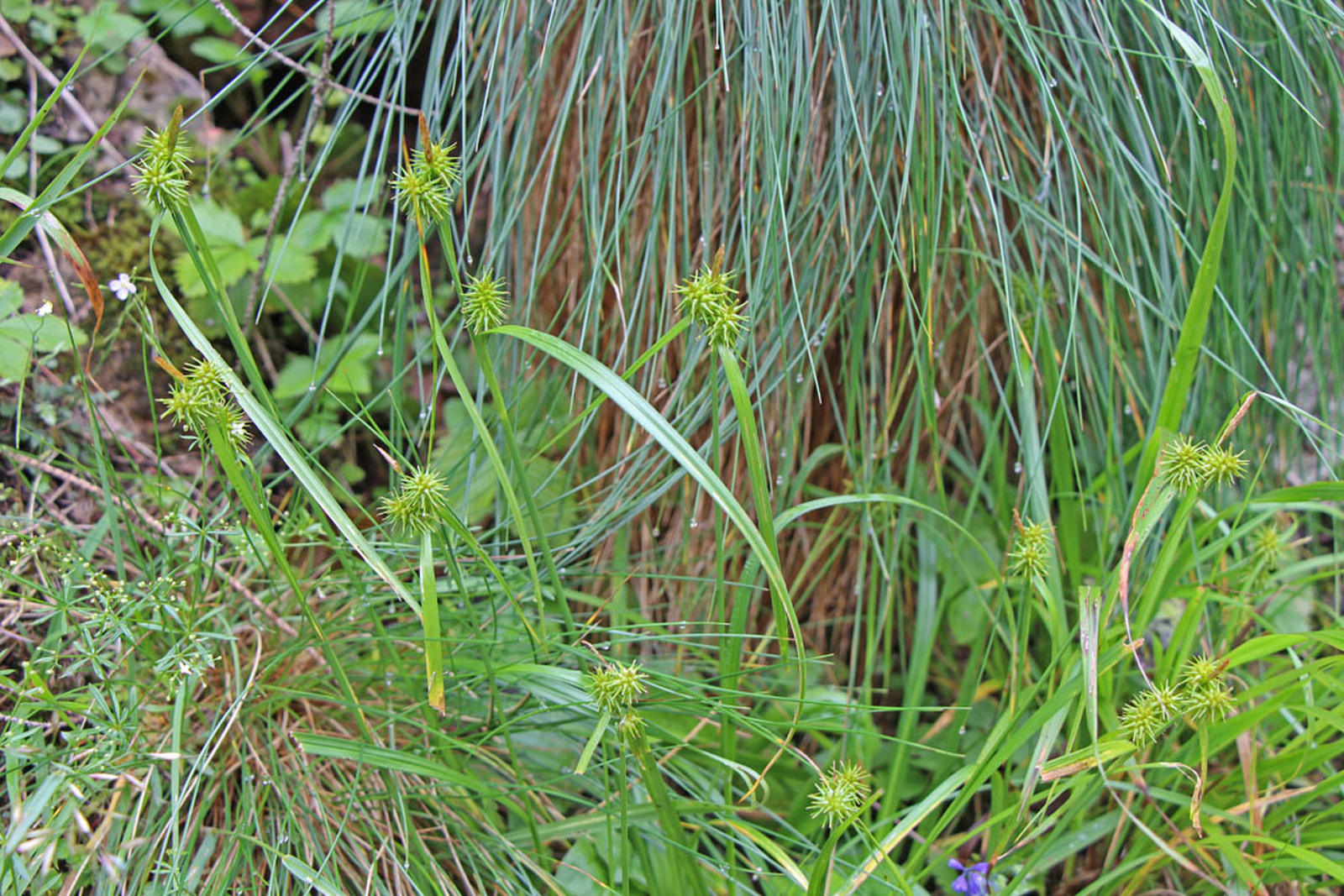 Carex flava - sárgás sás