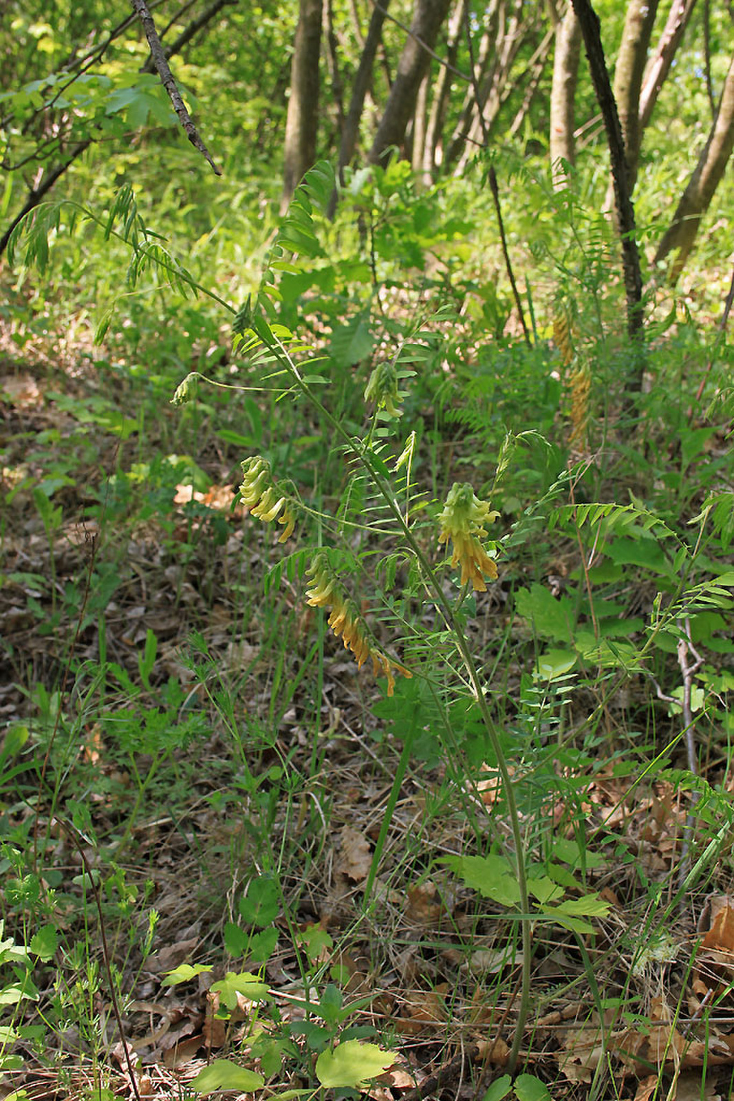 Vicia sparsiflora - pilisi bükköny