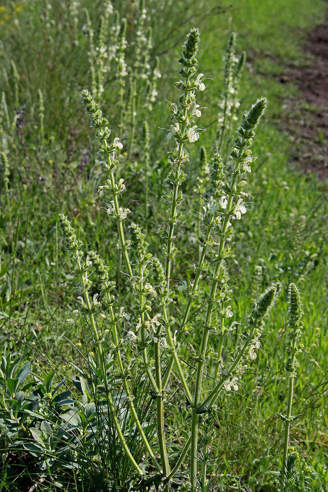 Salvia austriaca - osztrák zsálya