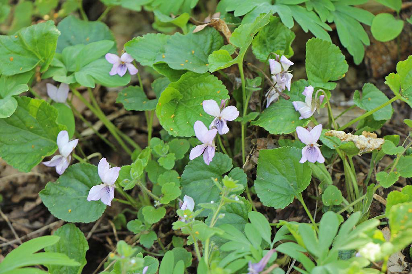Viola mirabilis - csodás ibolya
