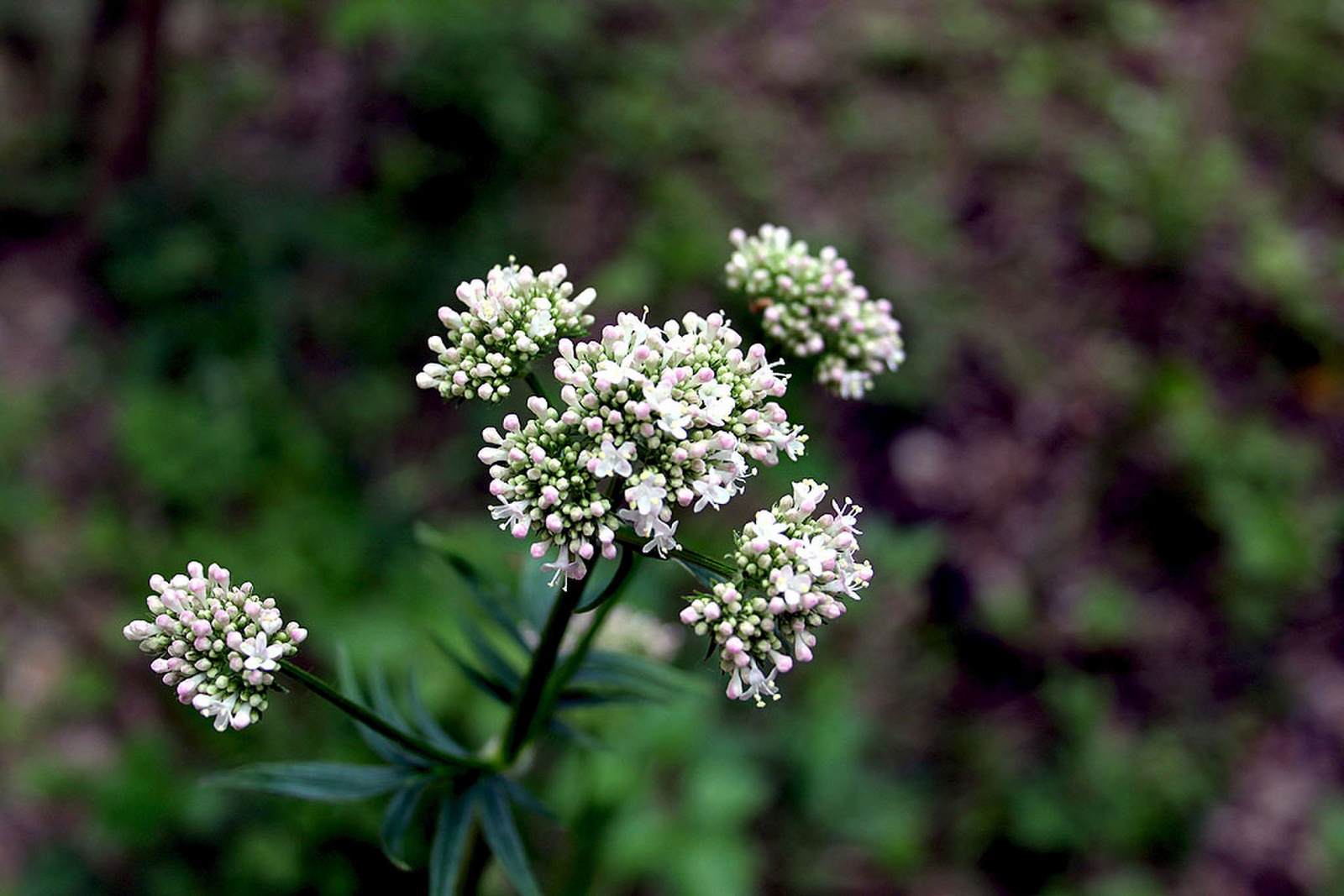 Valeriana officinalis - közönséges/orvosi macskagyökér