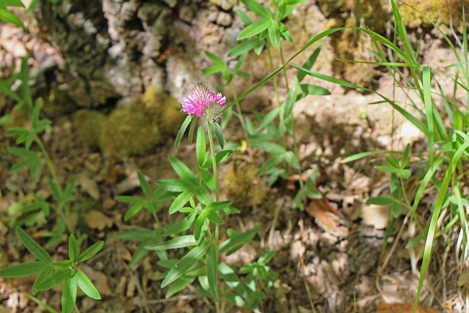Trifolium rubens - pirosló here