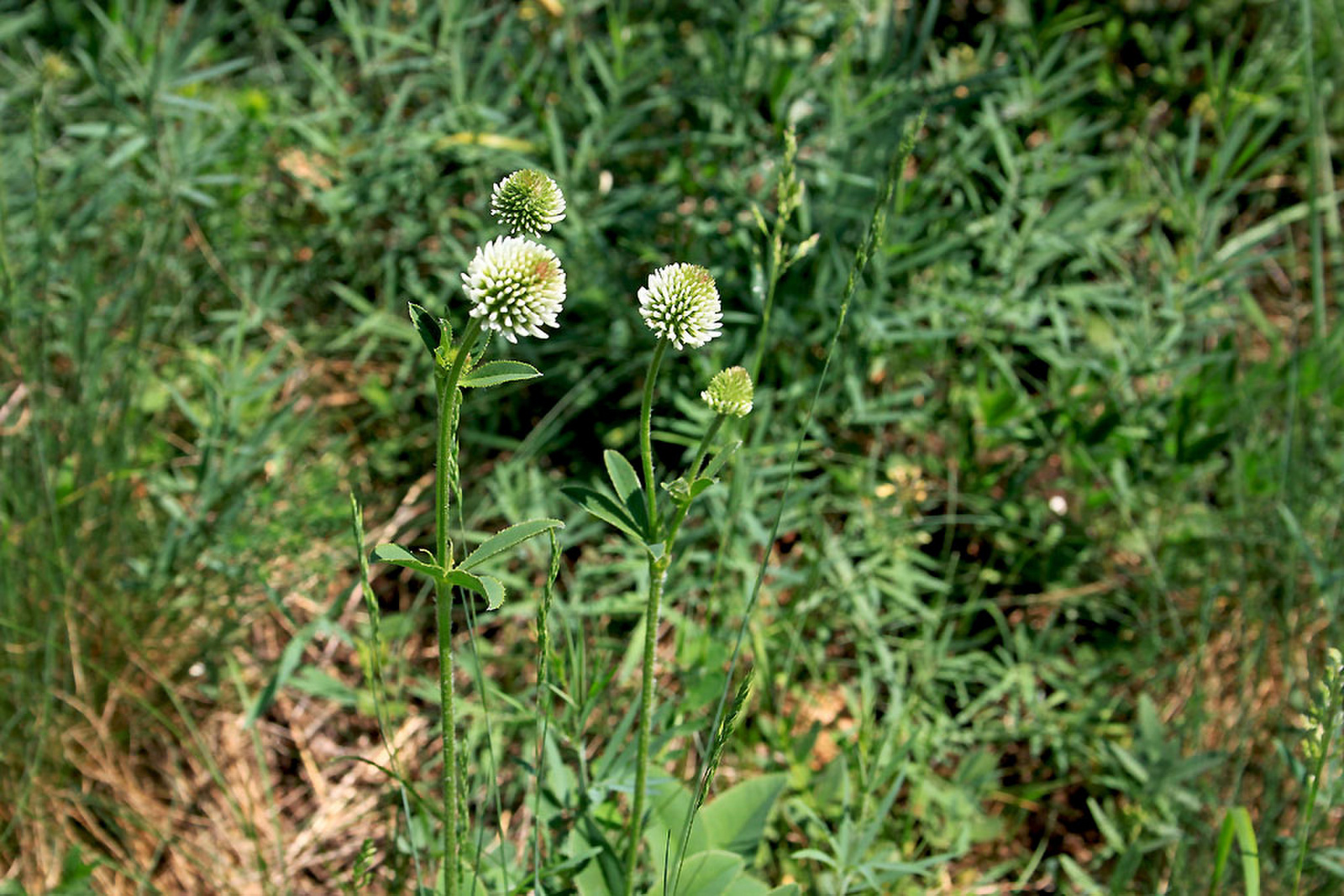 Trifolium montanum - hegyi here