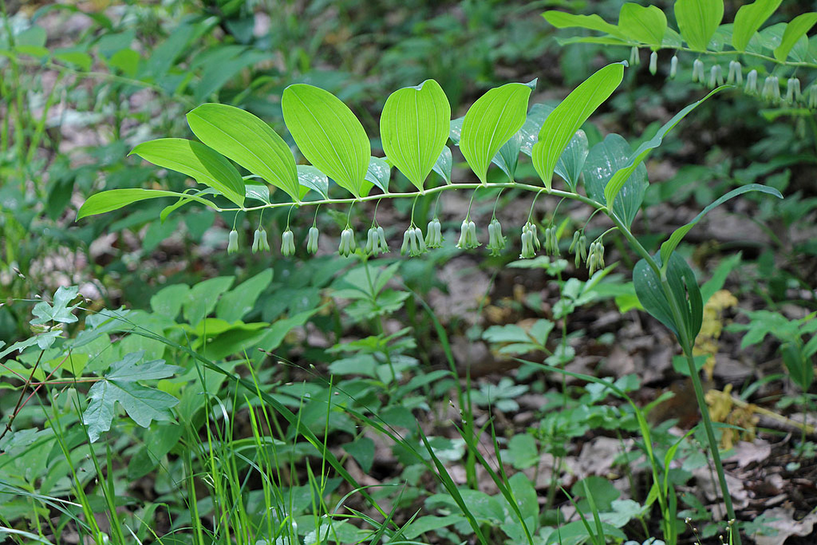 Polygonatum latifolium - széleslevelű salamonpecsét