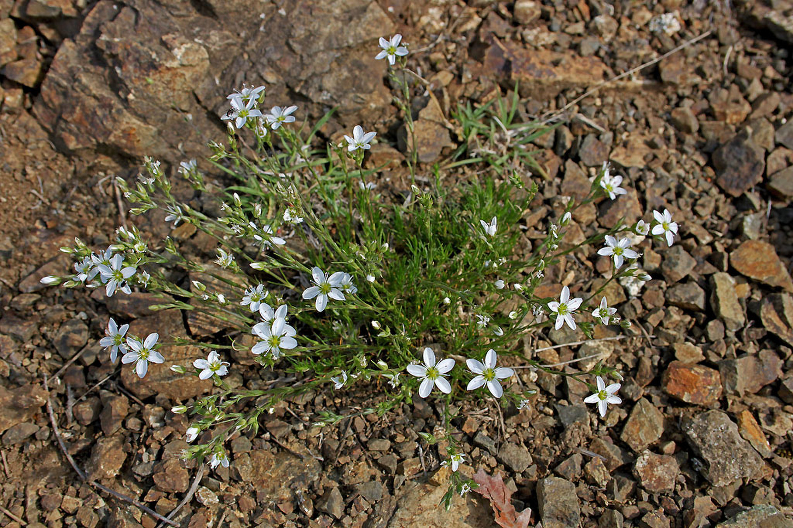 Minuartia hirsuta subsp frutescens