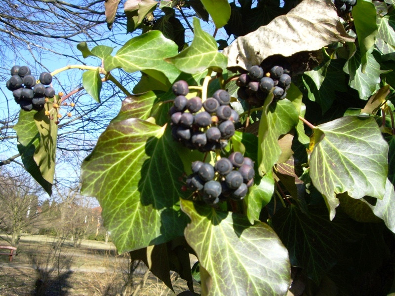 099Sárvár-Szombathely-Ság-hegy 2012. március