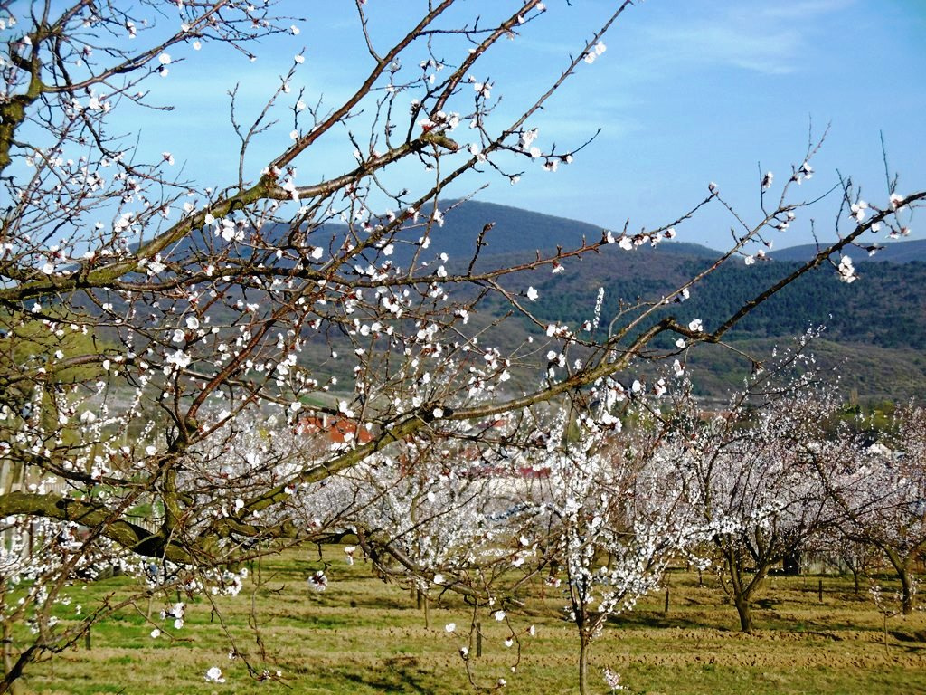 325 Boldogkő