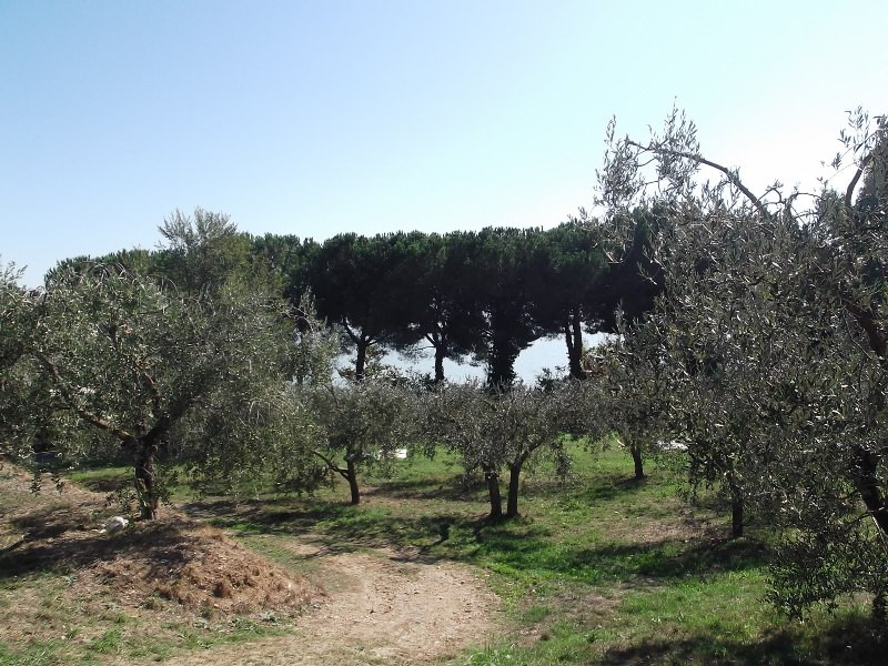 Lago di Trasimeno (123)