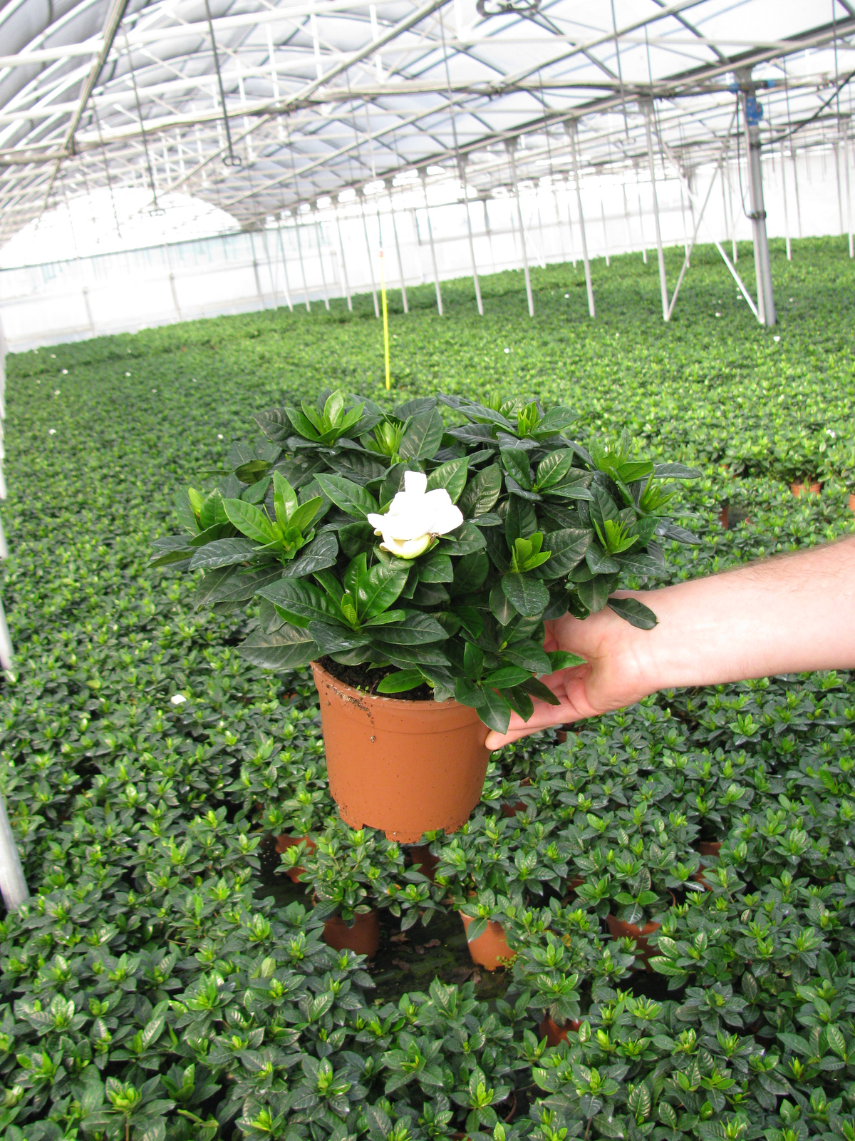 Gardenia Multiflora 1153