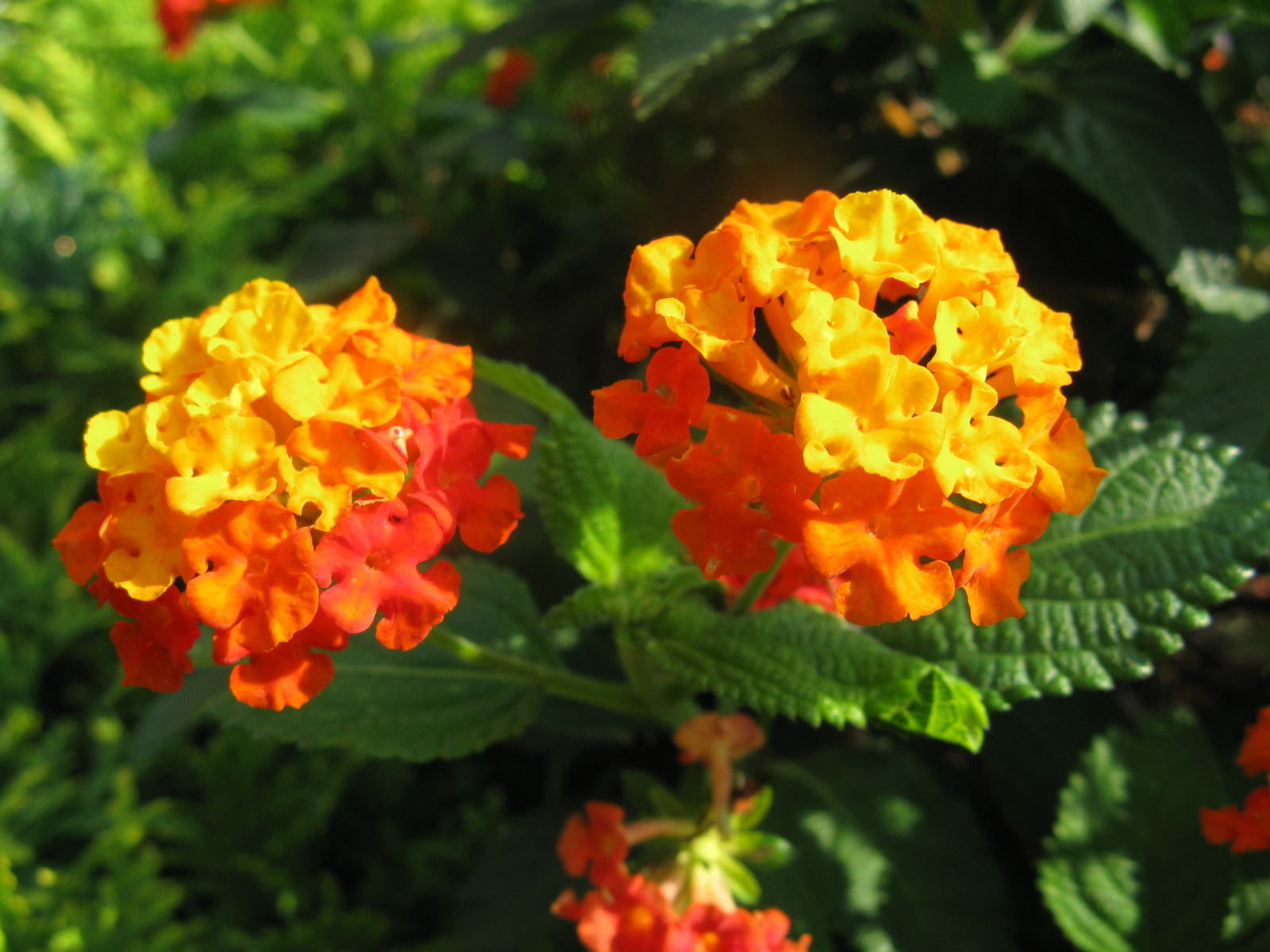 Lantana Camara