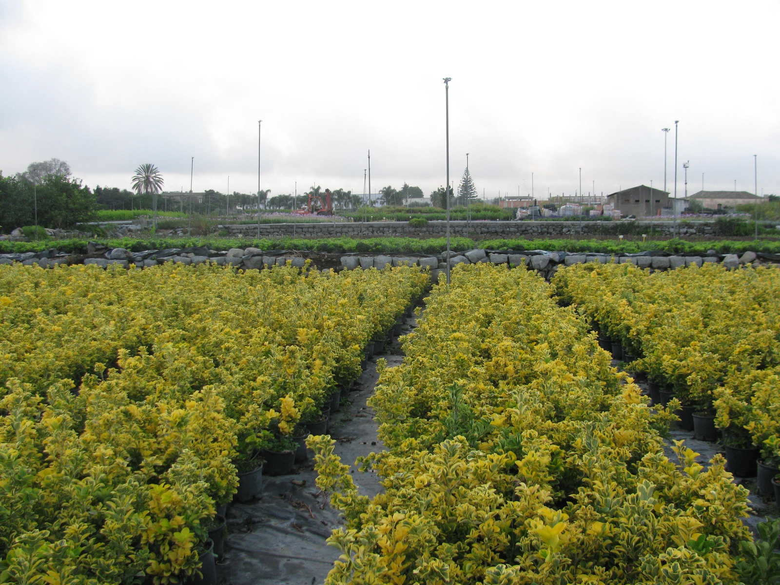 Euonymus Japonicum 841