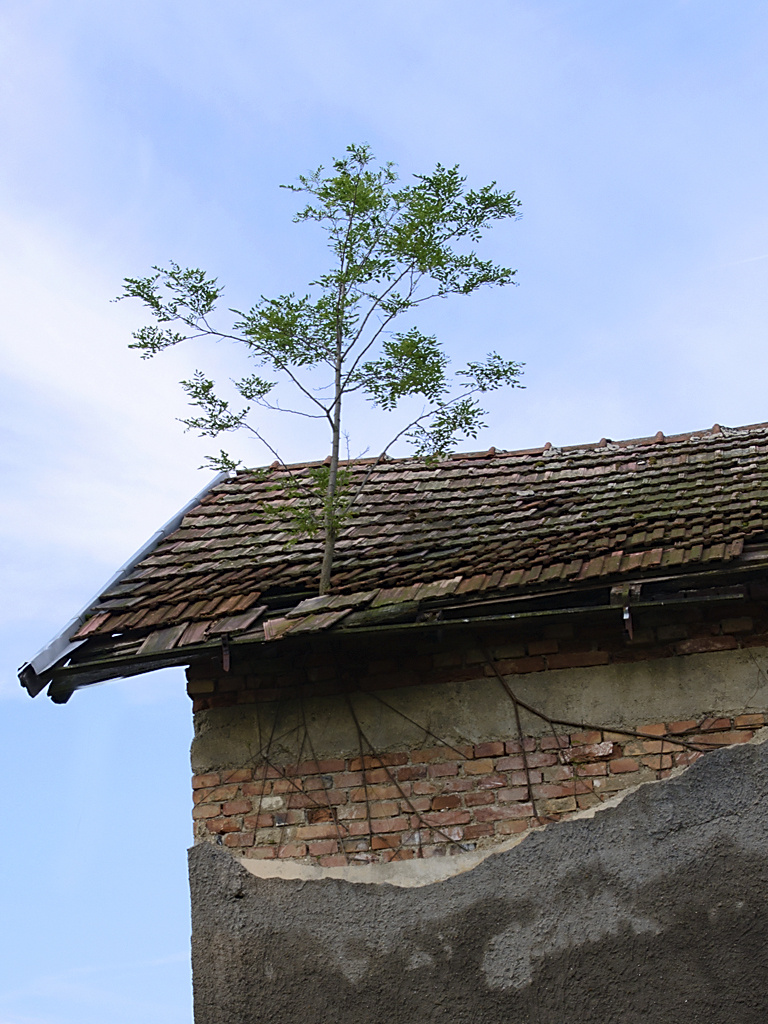 tetőfa