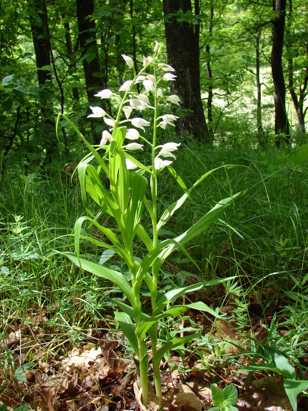 Kardos madársisak (Cephalantera longifolia)