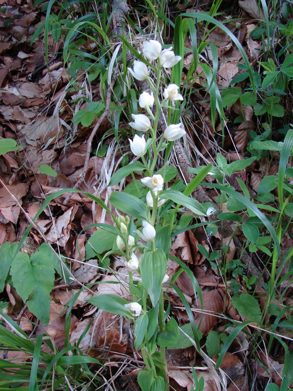 Cephalanthera damassonium