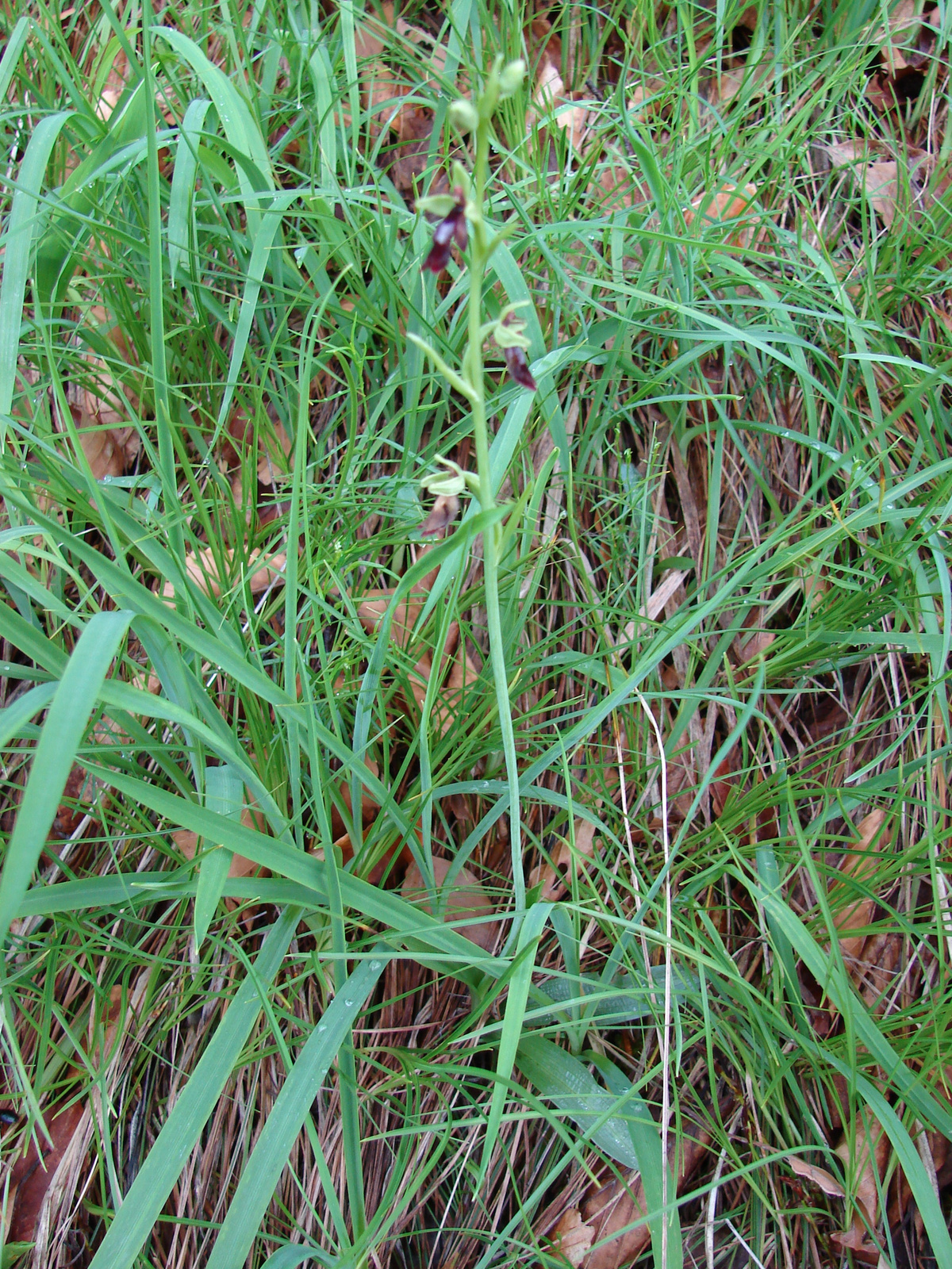 Légybangó (Ophrys insectifera)