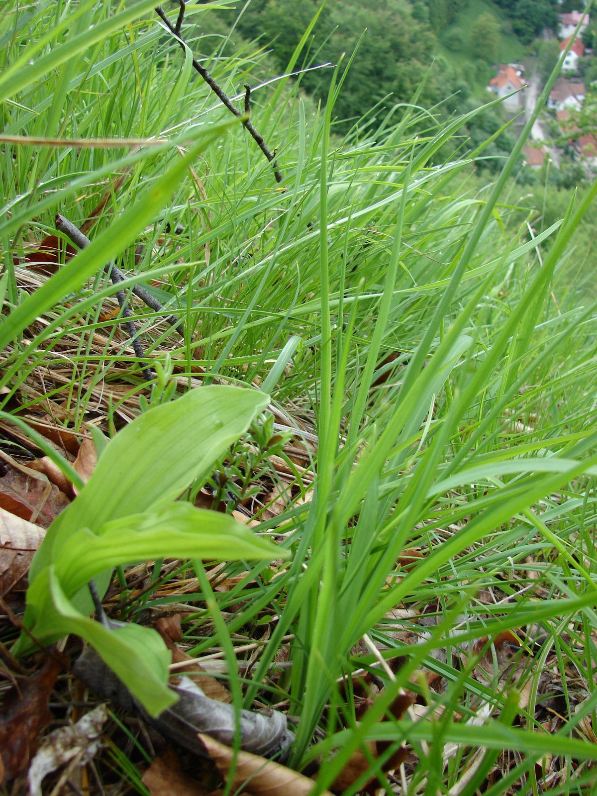 Cypripedium calceolus (Ómassa)