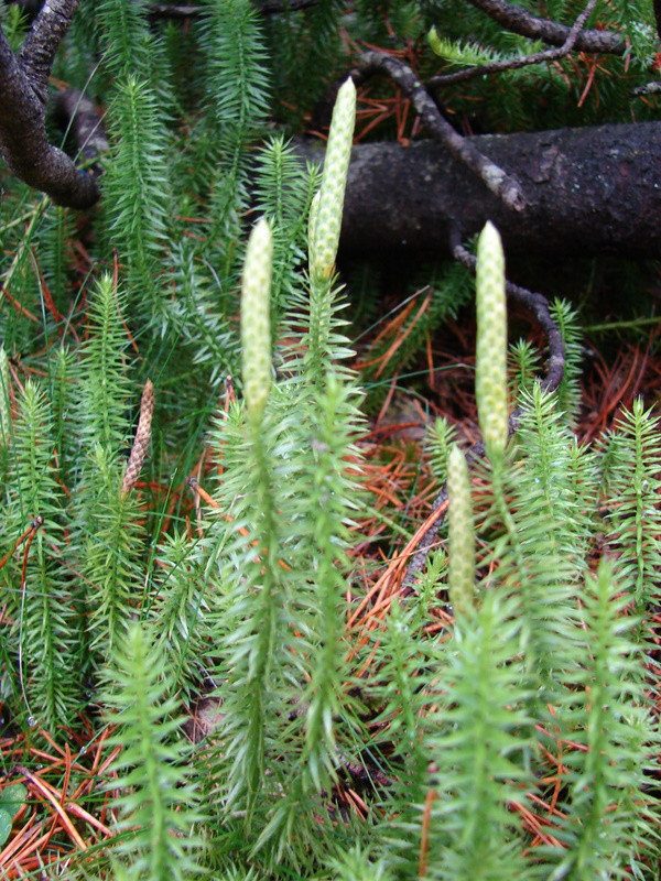 Kígyózó korpafű (Lycopodium annotinum)