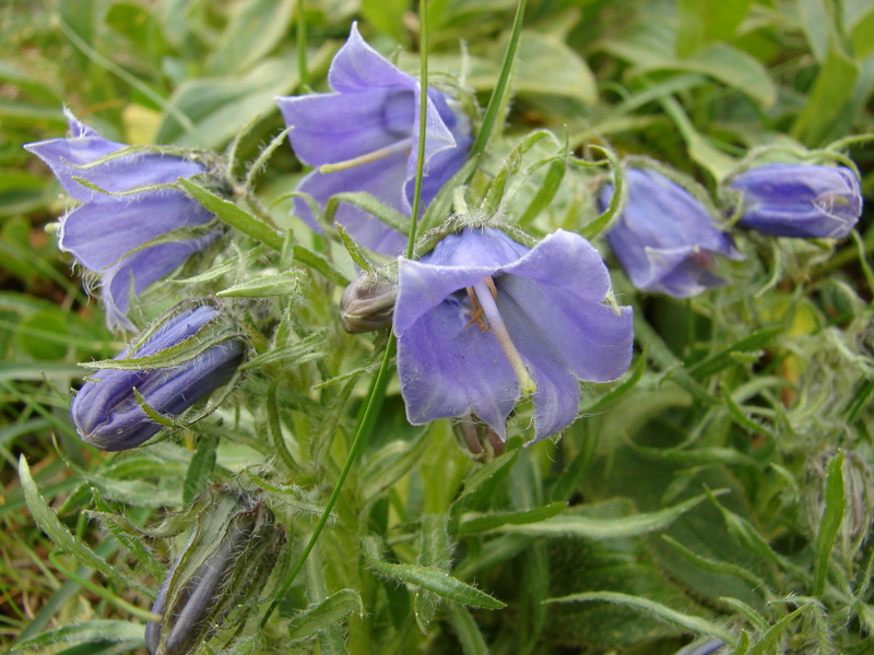 Havasi harangvirág (Campanula alpina)