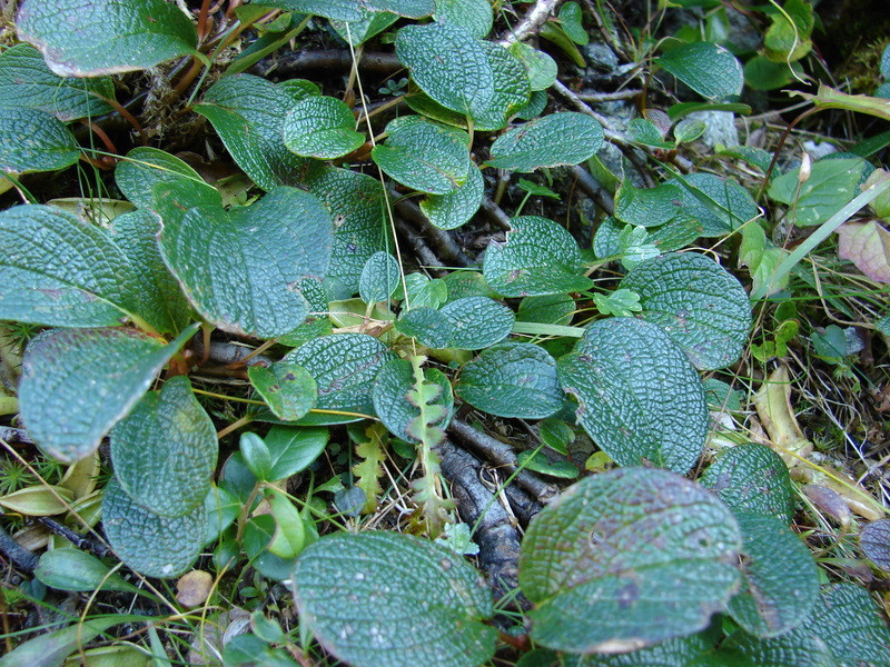 Recéslevelű fűz (Salix reticulata)