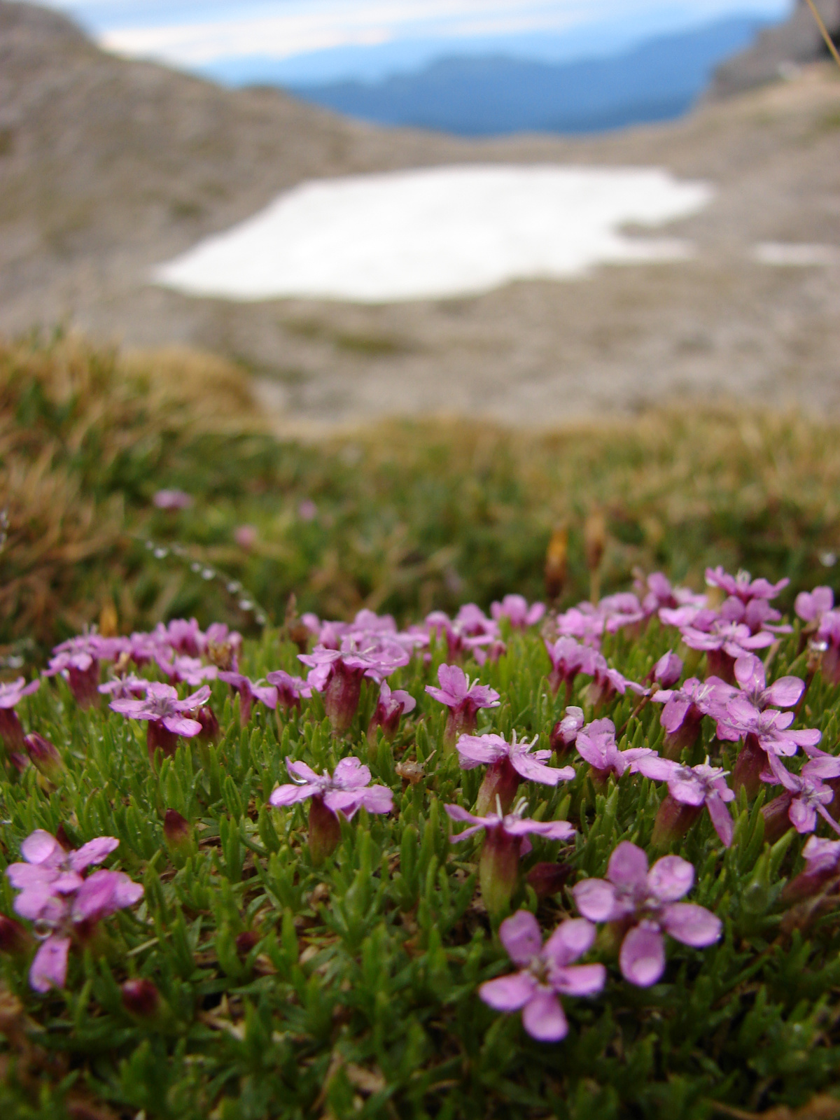 Szártalan habszegfű (Silene acaulis)