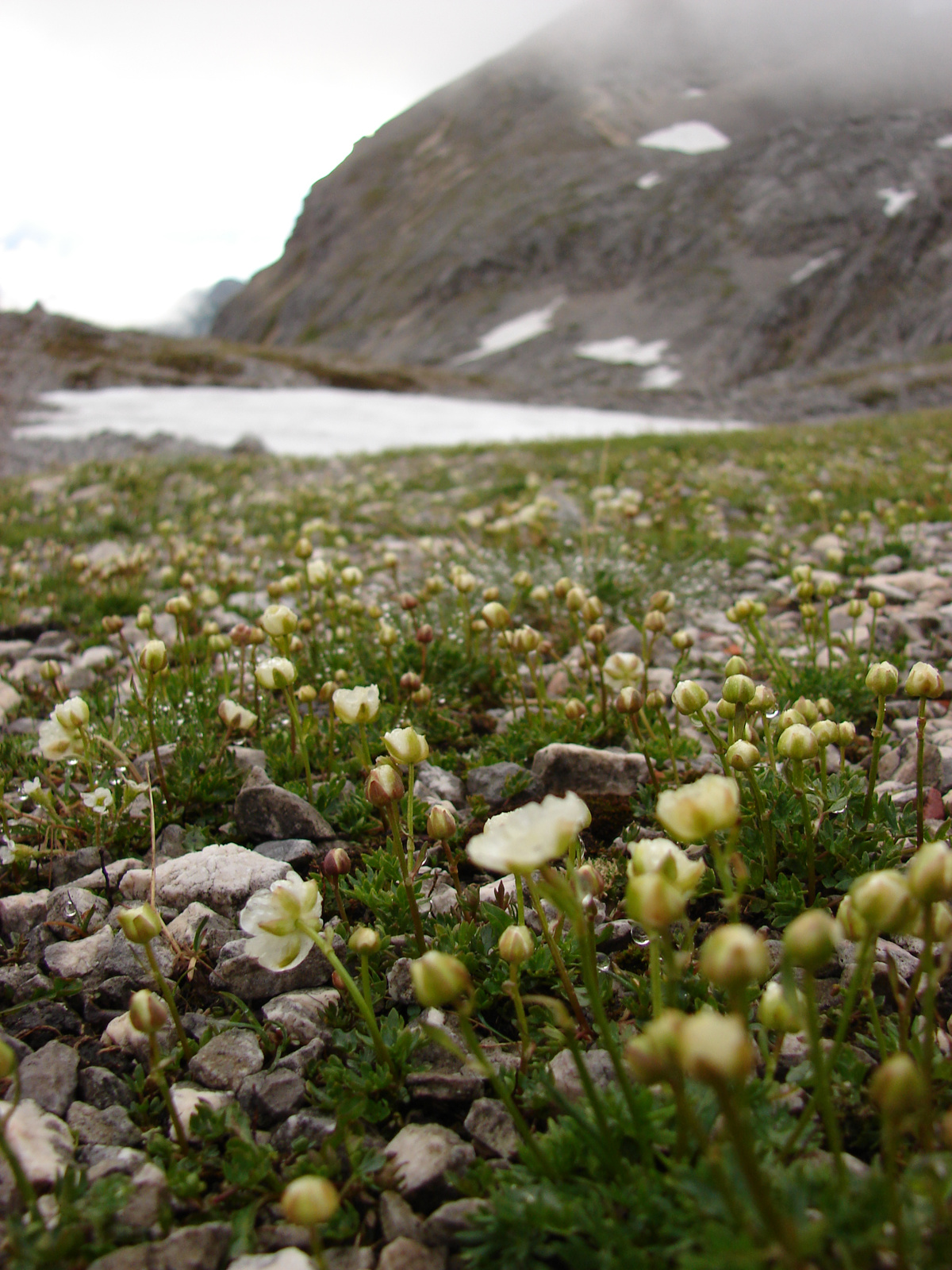 Gleccserboglárkák (Ranunculus glacialis)