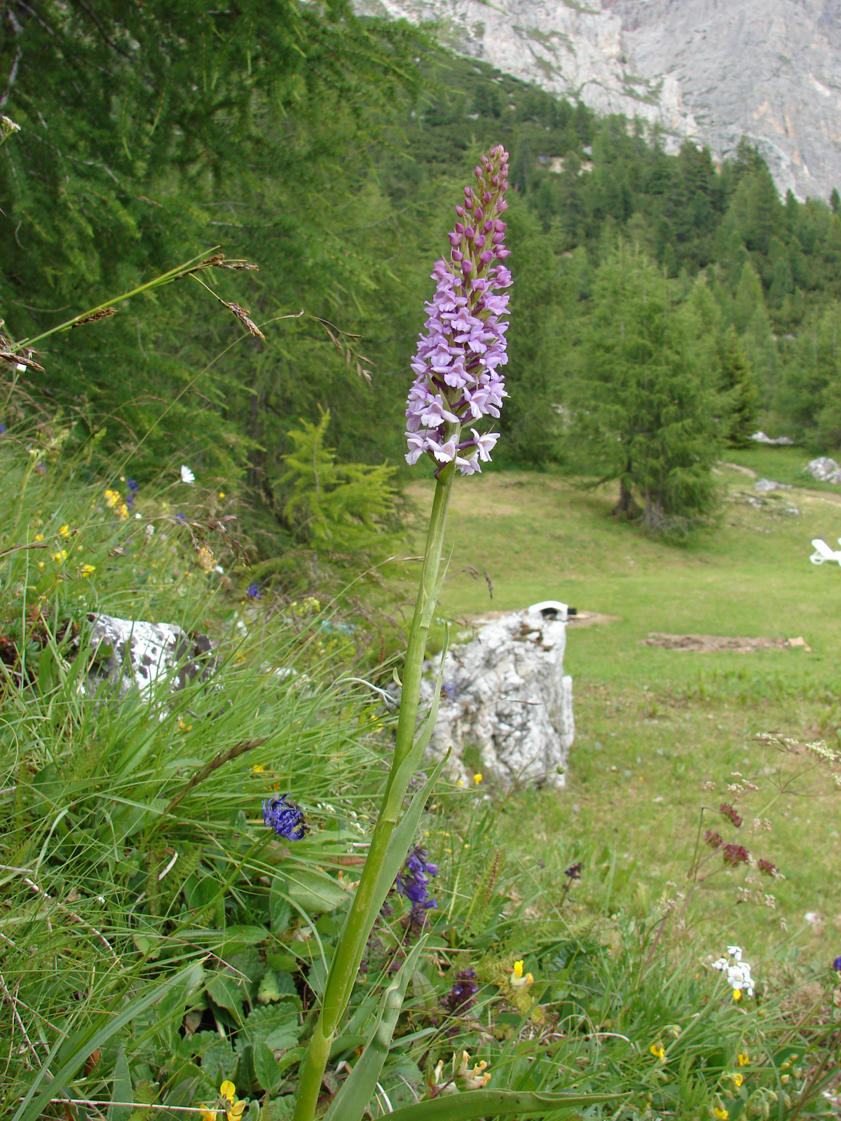 Szúnyoglábú bibircsvirág (Gymnadenia conopsea)