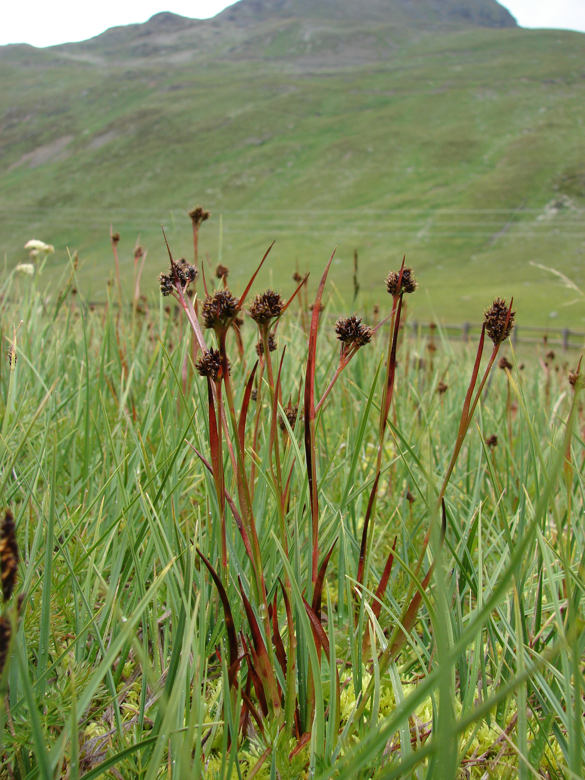 Egy ritkaság -Kétszínű sás (Carex bicolor)